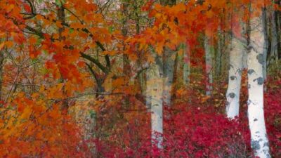 Nana Mouskouri - Autumn Leaves